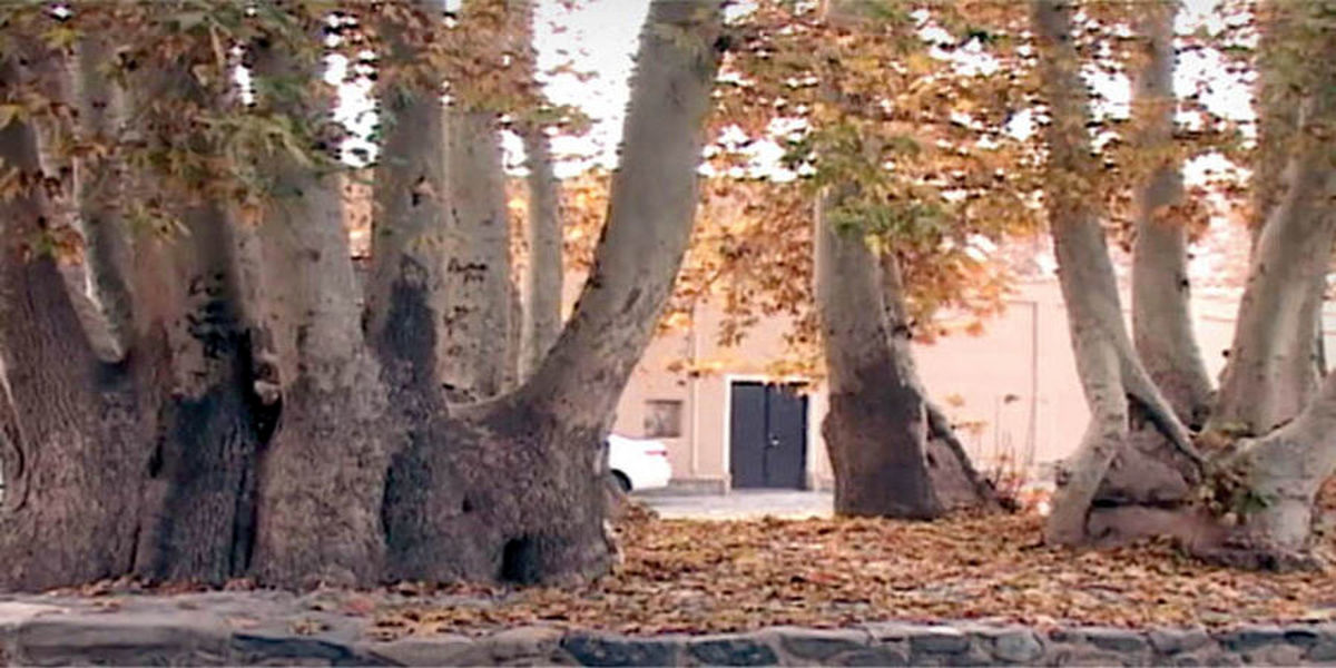 درخت ۷۰۰ ساله با ویژگی های عجیب و غریب! + فیلم