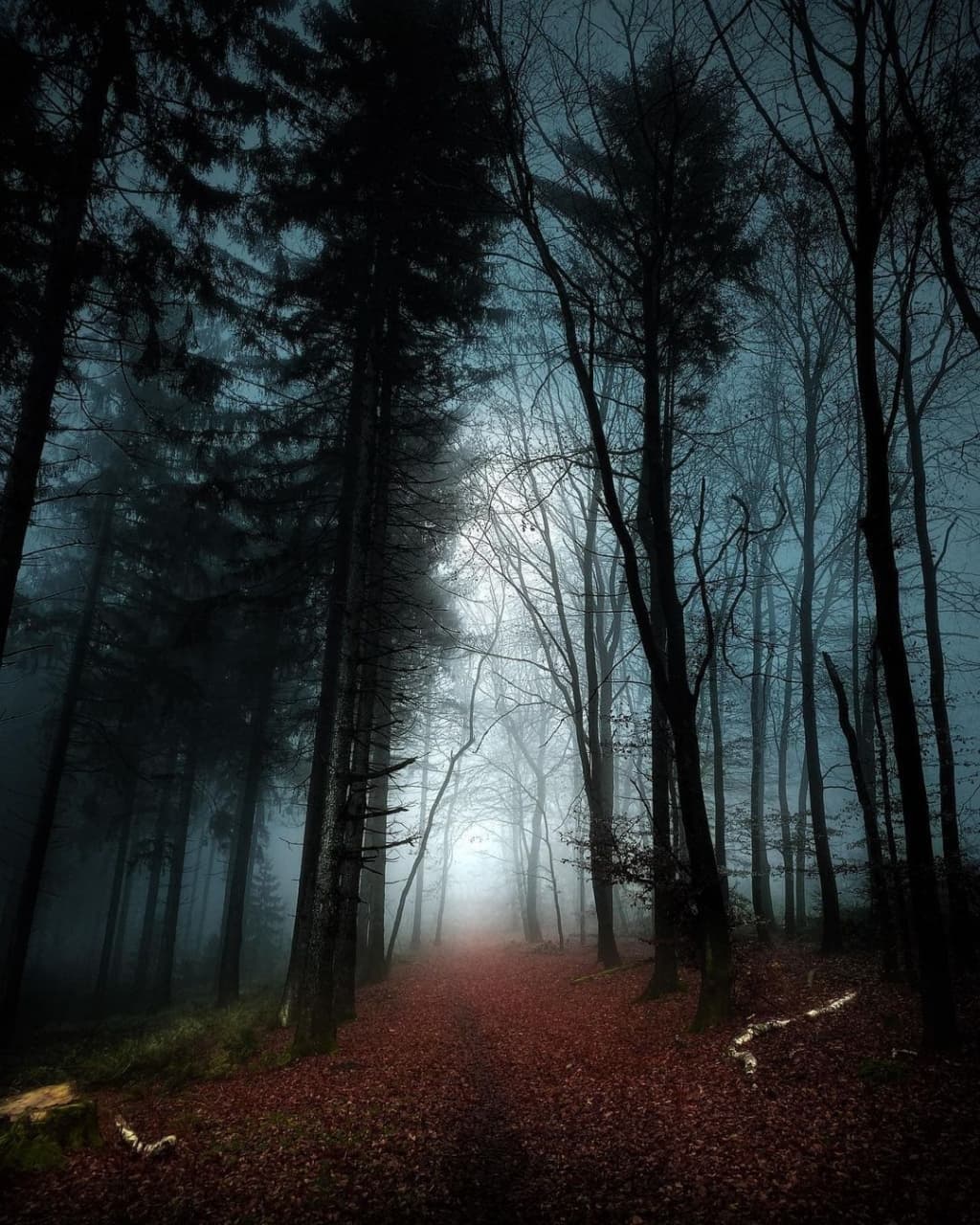 جنگل سیاه در آلمان + عکس