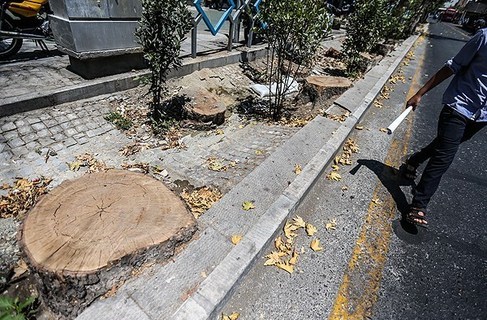 درآمد شهرداری تهران از عوارض قطع درختان چقدر است؟