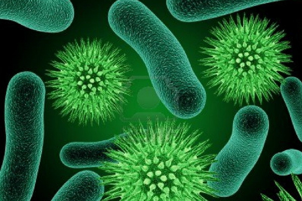 نقش حفاظتی باکتری های روده در مقابل کرونا