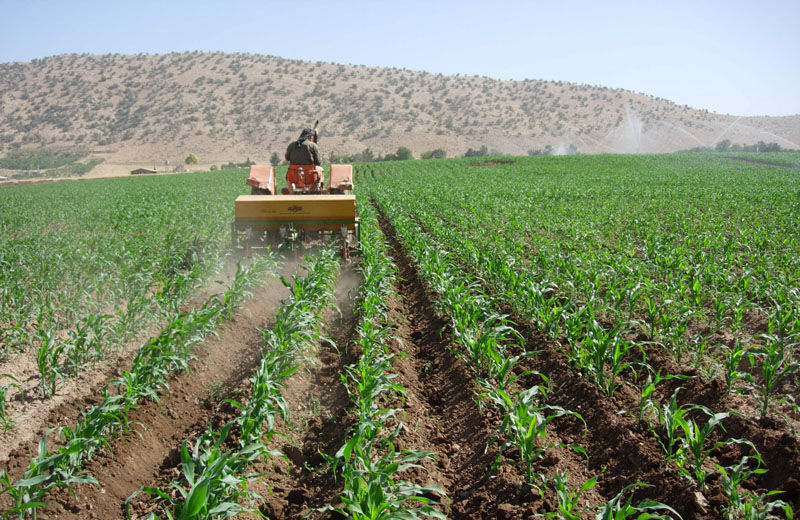 افزایش ۵۵.١ درصدی تورم سالانه زراعت، باغداری و دامداری سنتی
