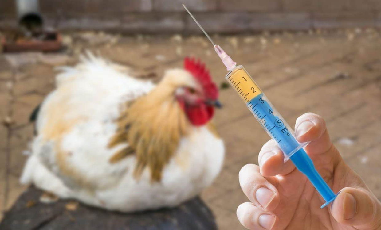 عرضه ۳۰ میلیون دز واکسن داخلی آنفلوانزای پرندگان به مرغداران