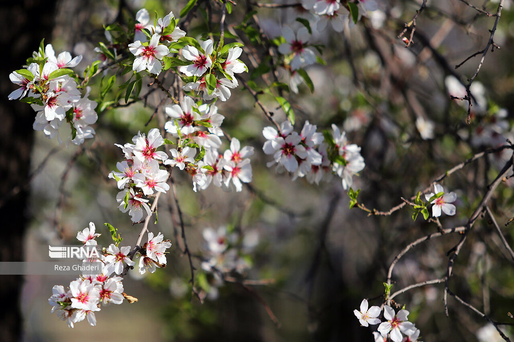  شکوفه های بهاری درختان در کنار دریاچه مهارلو + عکس