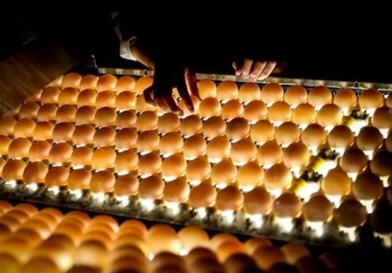 هر شانه تخم مرغ چند خرید و فروش می‌شود؟