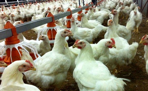 افزایش بیش از  ۴۶ درصدی هزینه تولید مرغ صنعتی