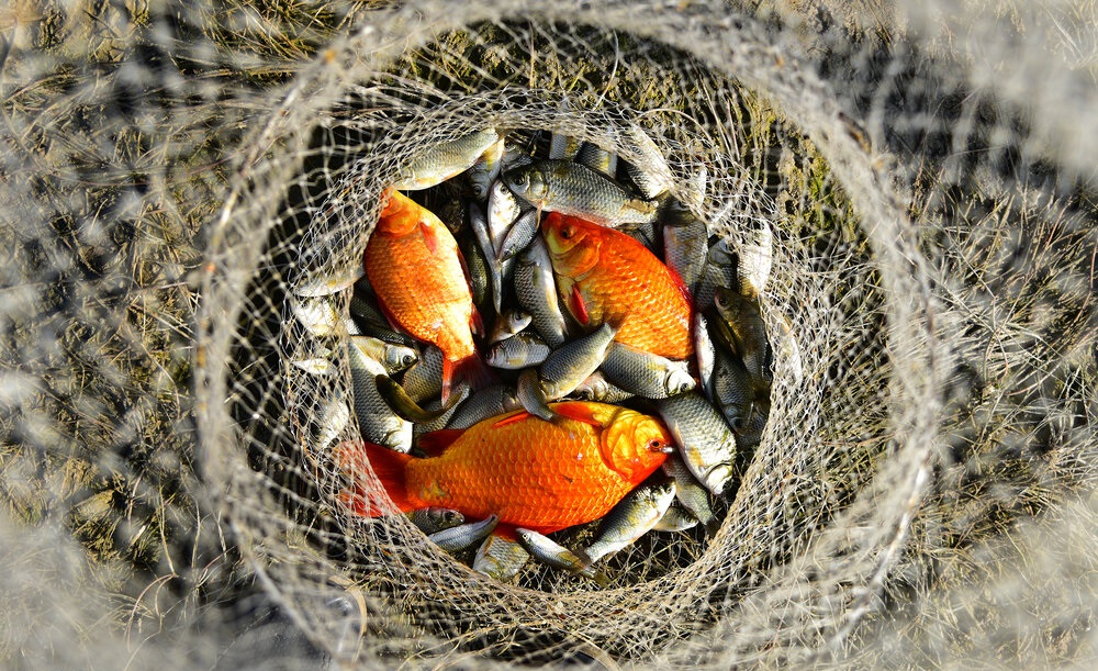 ماهی‌های کف رودخانه +عکس