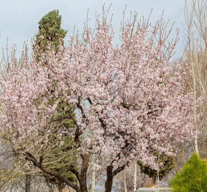 شکوفه های بهاری شهر کهک قم + عکس