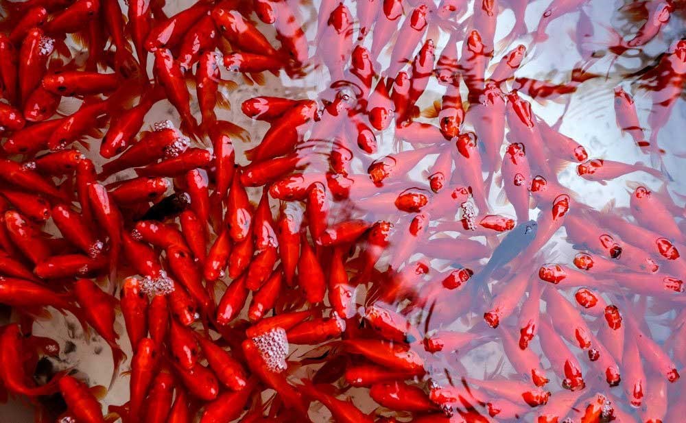 استقبال از بهار با ماهی‌های قرمز هفت‌سین  +تصاویر