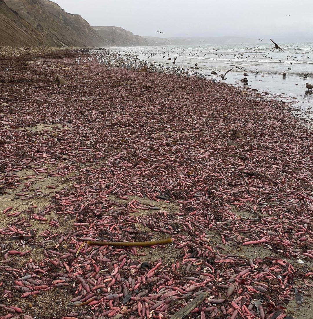 هجوم ماهی عجیب به ساحل سانفرانسیسکو +تصاویر