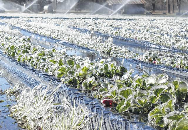 هشدار خطر یخ‌ زدگی محصولات کشاورزی در ۳استان