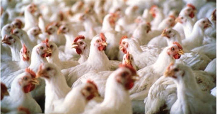 قیمت مرغ در بازار روی نرخ مصوب‌ ایستاد / مرغ در میادین ۲ هزار تومان ارزان‌تر است/ افزایش قیمت مرغ در روز‌های آینده دور از انتظار نیست