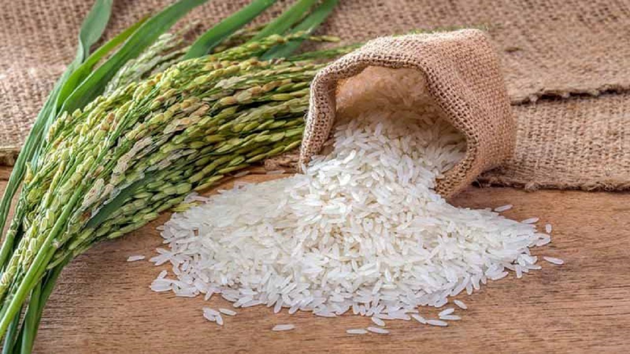 سیاست غیر شفاف دولت بازار برنج را وارد رکود شدید کرد/ آخرین قیمت‌ها برنج‌های ایرانی در استان های شمالی