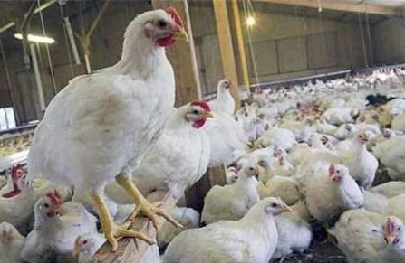 تهدید جدید تنظیم بازار مرغ / شیوع آنفلوآنزا در اصلی‌ترین مبداء واردات مرغ به کشور