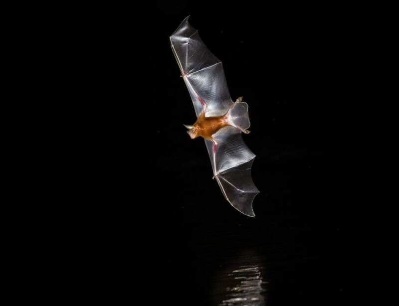 سازمان جهانی بهداشت: منشا کرونا خفاش‌ها بوده‌اند