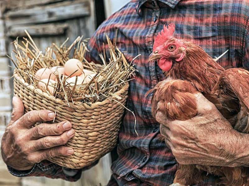 افزایش قیمت  مرغ و تخم‌مرغ رسما اعلام شد/ هر کیلوگرم مرغ ۷۳ هزار تومان هر شانه تخم مرغ ۱۰۰ هزار تومان
