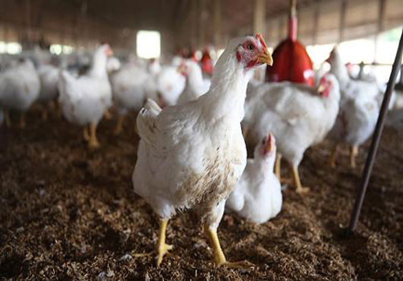 پرداخت 300 میلیارد تومان تسهیلات به اتحادیه‌های مرغ گوشتی