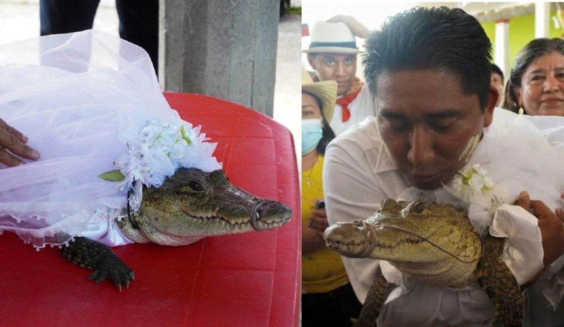 ازدواج آقای شهردار با یک تمساح! + فیلم