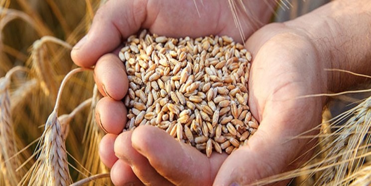 افزایش قیمت خرید تضمینی گندم مصوب شد / قیمت جدید کشاورزان را راضی می‌کند