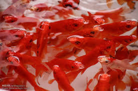هشدار نسبت به ماهی‌های قرمز ناسالم