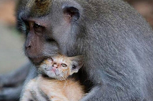تلاش های میمون مهربان برای نجات بچه گربه + فیلم