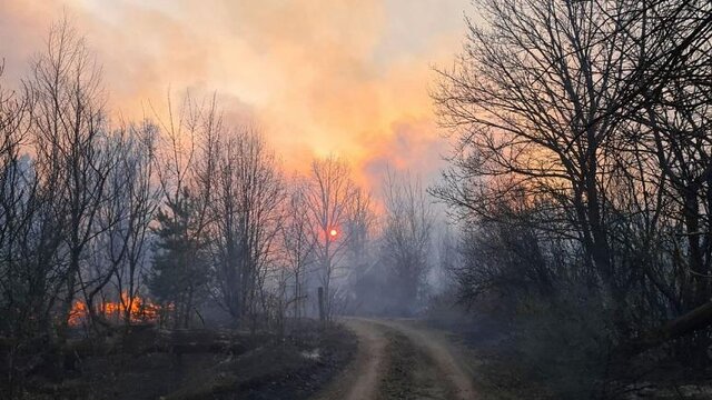 تشکیل گردبادی آتشین در دل جنگل + فیلم