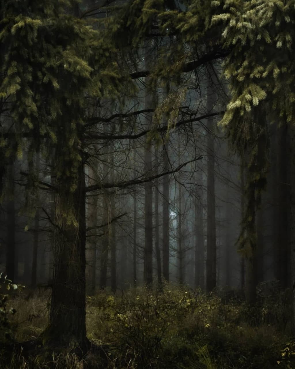 تصاویری زیبا از جاده‌های جنگلی