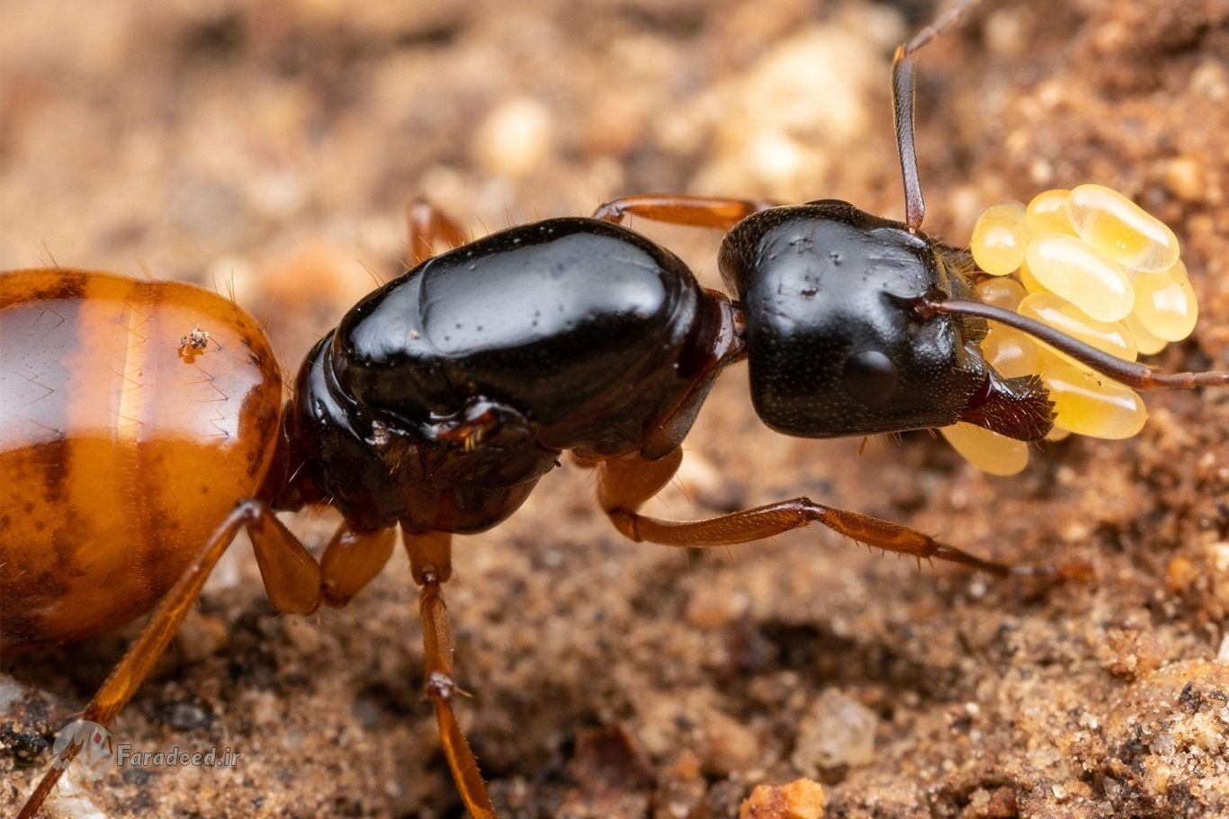 چرا مورچه ملکه زیاد عمر می کند؟