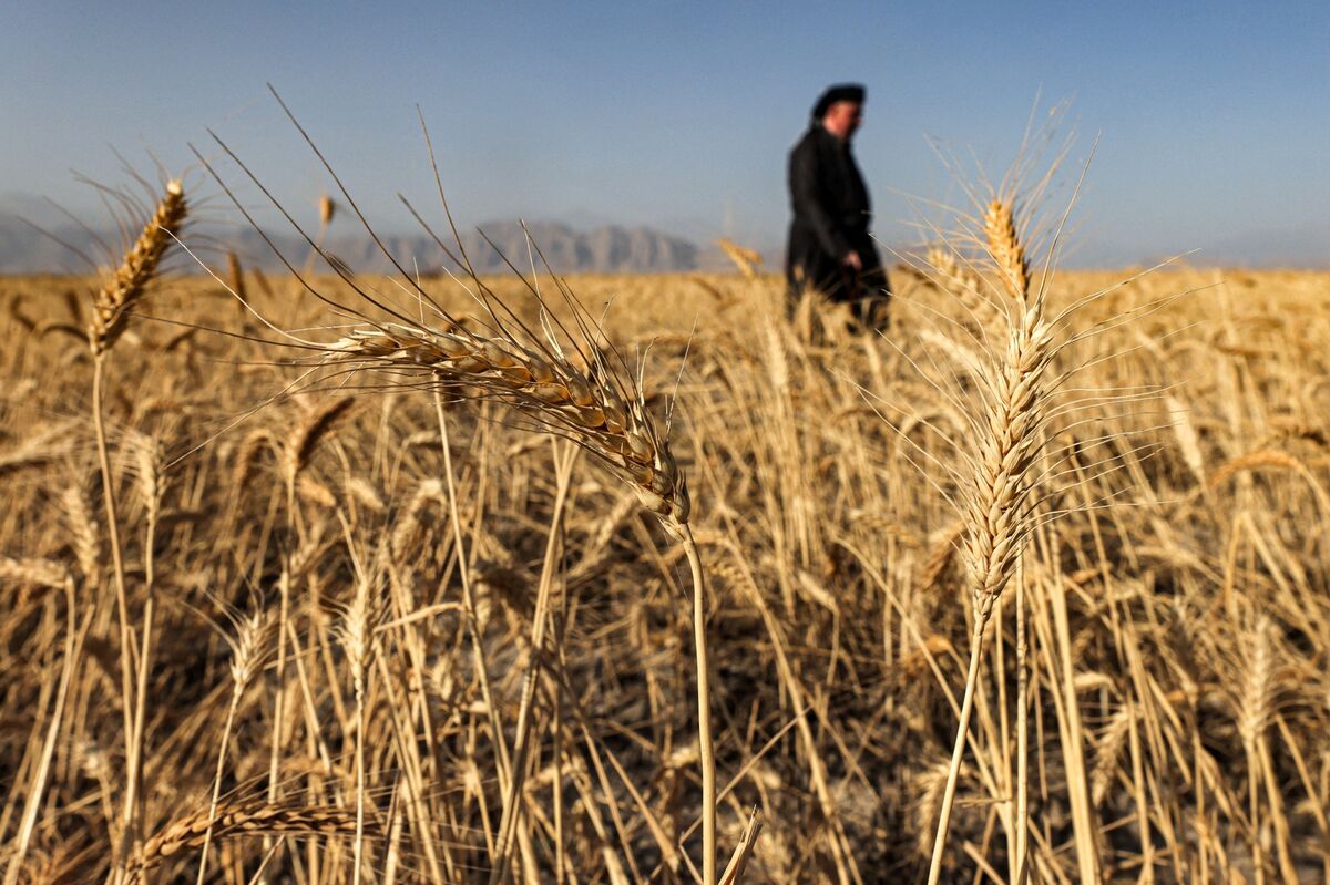 کشاورزان گندم سبز را خوراک دام می‌کنند / زنگ خطر به صدا درآمده است