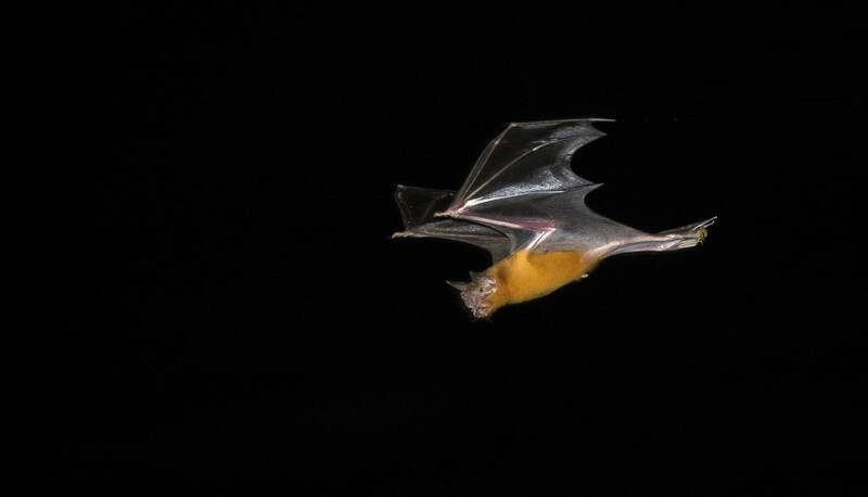 تصاویر خیره کننده از پرواز خفاش