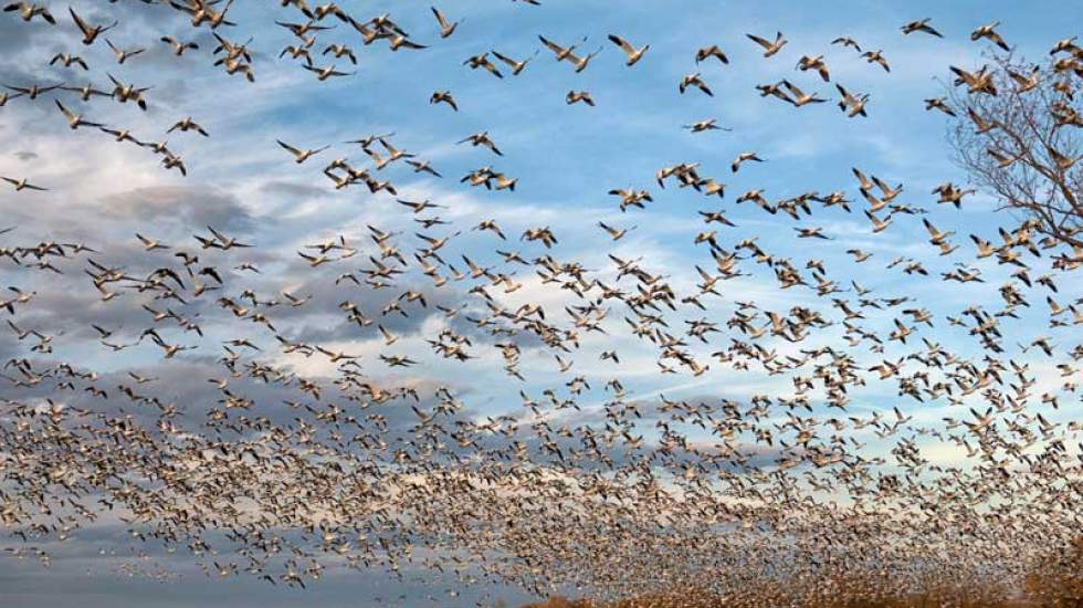 مرگ ناگهانی صدها پرنده در آسمان مکزیک
