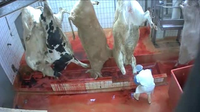ذبح گاوهای آبستن در کشتارگاه اسلامشهر