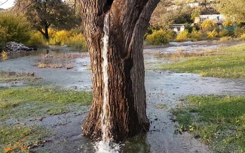 اتفاق عجیب؛ خروج صد لیتر آب از داخل یک درخت! + فیلم