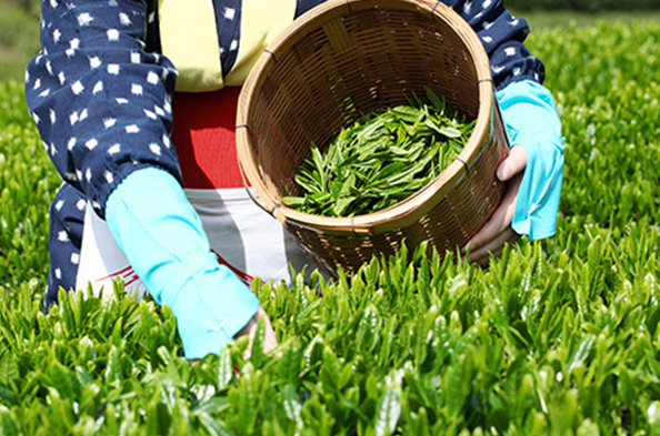 ۱۱۵ هزار تُن برگ سبز چای از کشاورزان خریداری شد