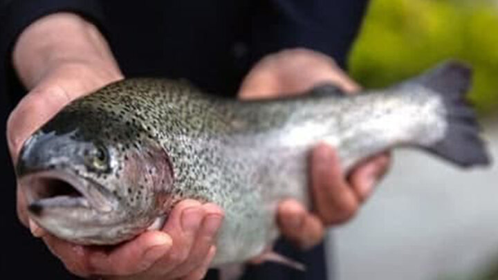 ویدئو عجیب از خارج شدن ماهی زنده از معده ماهی دیگر