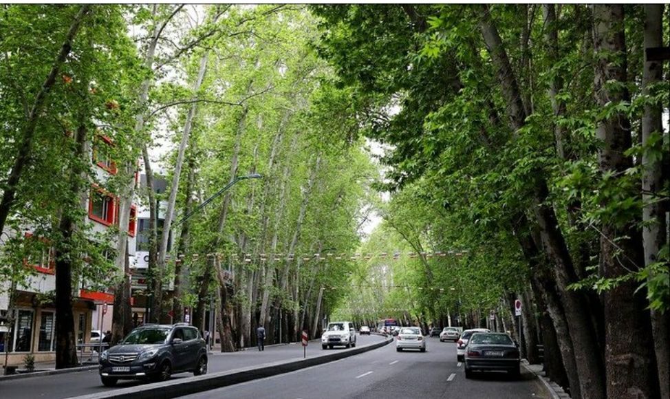 خطر سقوط درختان خشک شده خیابان ولیعصر