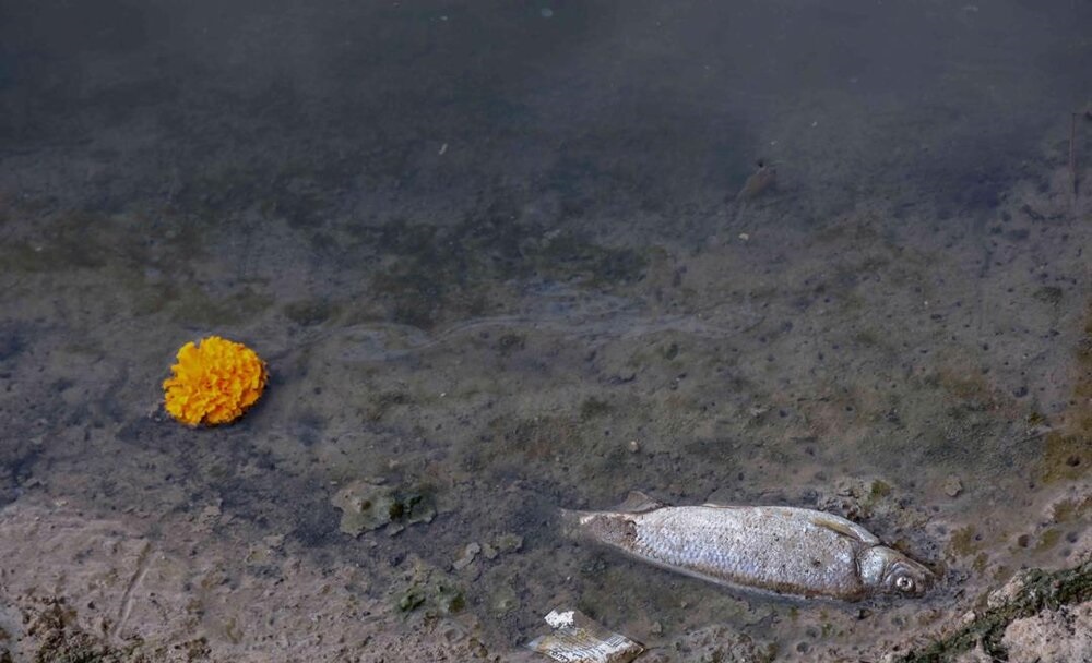 مرگ ماهیان رودخانه قره‌سو +تصاویر