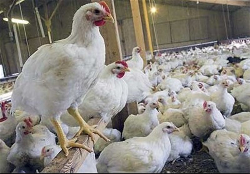 کاهش قیمت مرغ خبر خوبی نیست! / زیان شدید تولید کنندگان در انباشت مرغ + سند
