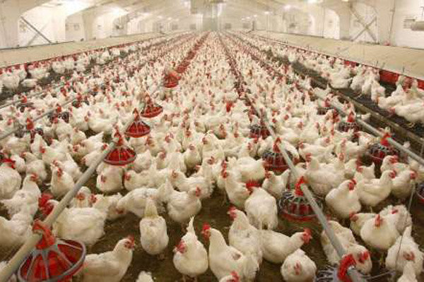 علت افزایش ناگهانی قیمت مرغ چیست؟