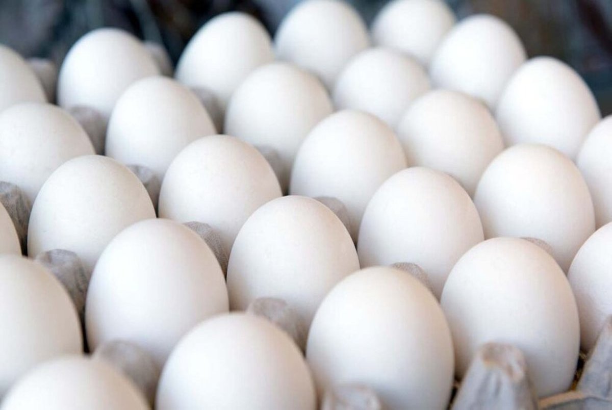 مردم از سال ۱۴۰۰ به جای مرغ و گوشت، بیشتر تخم مرغ می‌ خورند / با سرمایه گذاری بخش خصوصی، ایران یکی از ارزان‌ترین قیمت ‌های جهانی تخم مرغ را دارد
