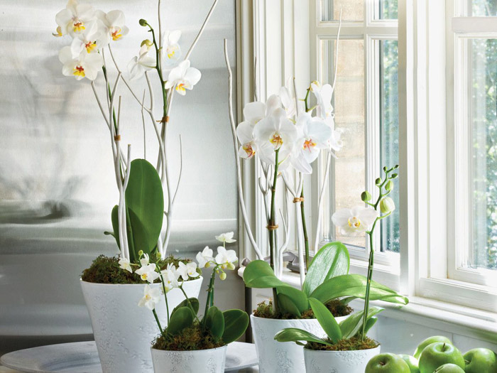 این گیاهان آپارتمانی پای عشق و ثروت را به خانه شما باز می کنند!
