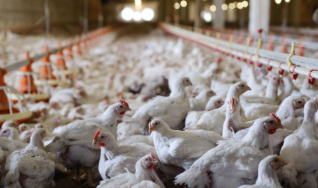 یافته‌های یک تحقیق درباره مشکل نژاد مرغ داخلی