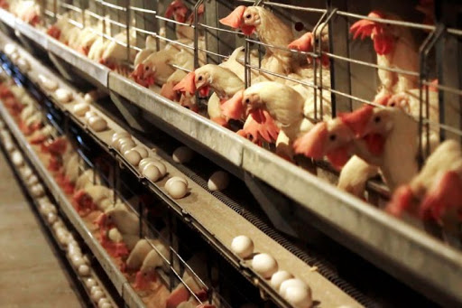 سیاست‌ هایی که دوازدهمین تولیدکننده تخم مرغ جهان را زمین زد / علت نابه‌سامانی در بازار تخم مرغ چیست؟