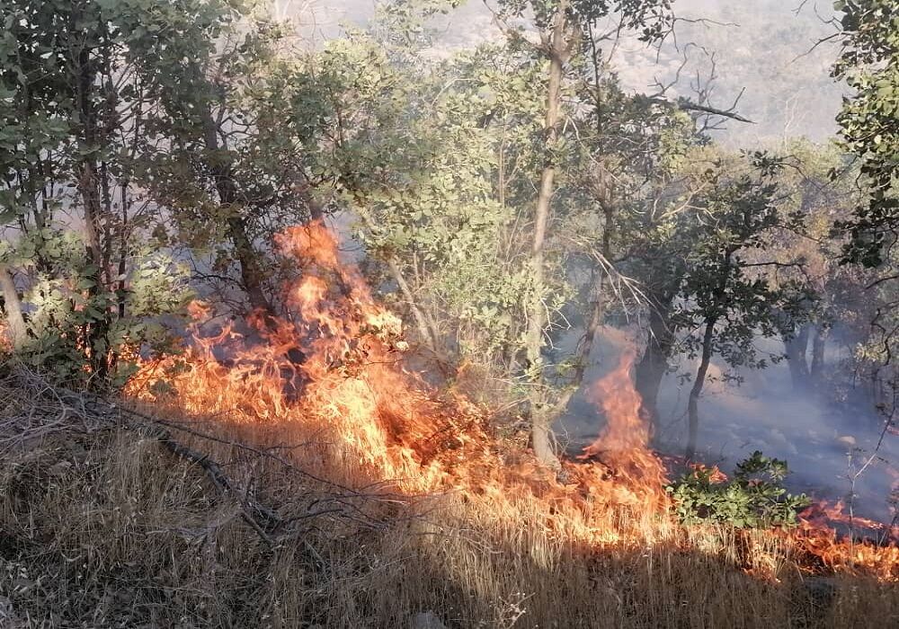 جنگل ها و مراتع منطقه حفاظت شده خامی گچساران دوباره آتش گرفت
