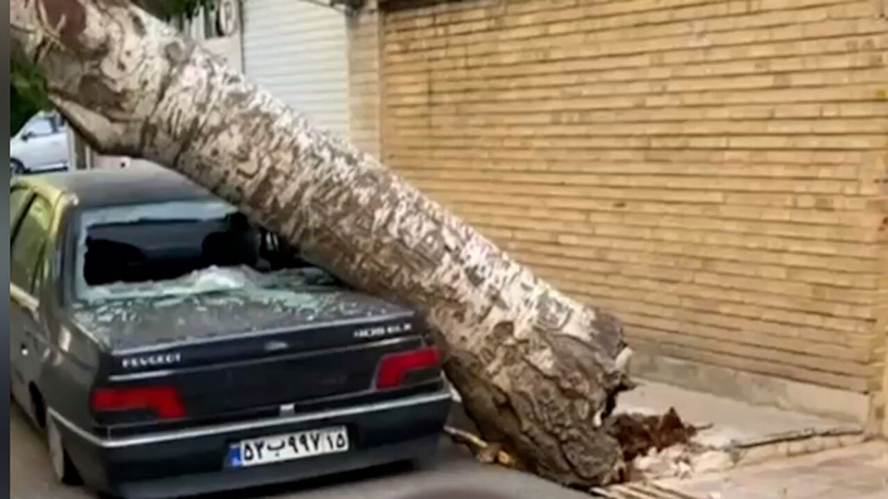 سقوط درخت بر روی خودرو در تبریز + فیلم