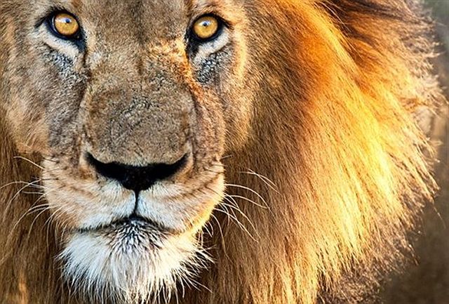 حمله شیر جنگل به توریست ها + فیلم