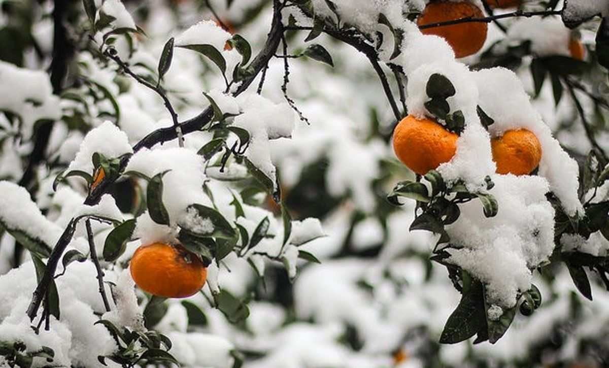 هشدار نارنجی سازمان هواشناسی برای کشاورزان شرق و مرکز کشور