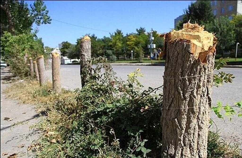 جریمه قطع درختان تهران به کجا رسید؟