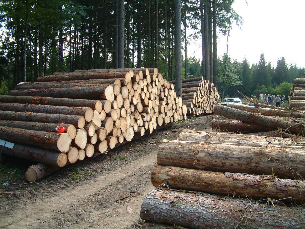 افزایش ۴هزار برابری عوارض قطع درخت