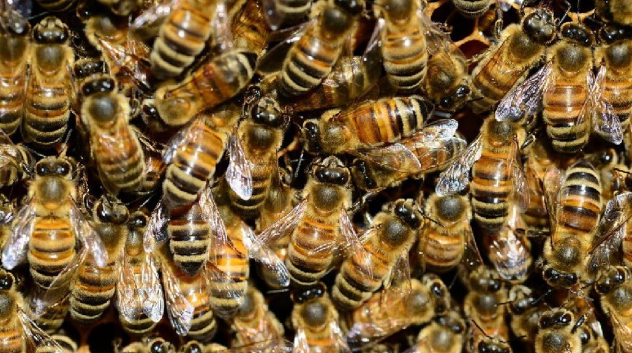 وحشت خانواده رشتی از هجوم زنبورها! + عکس
