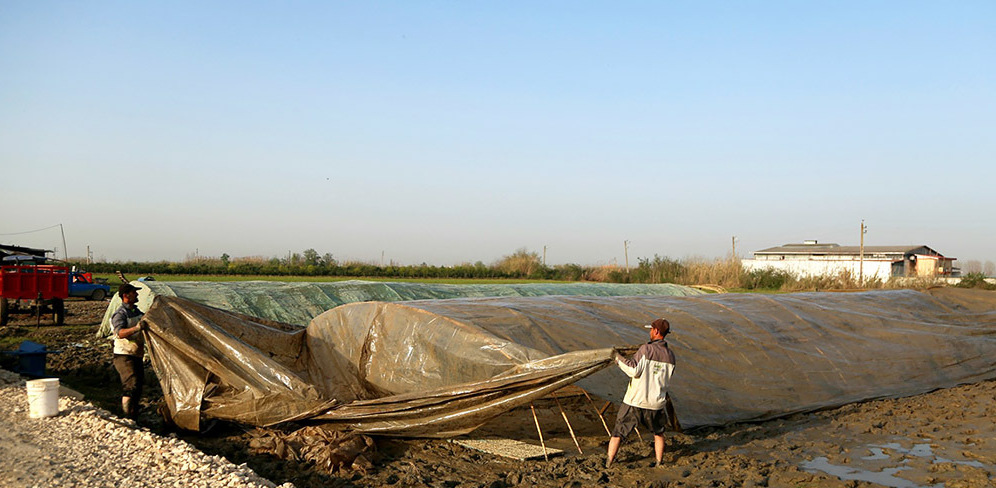 شروع نشا برنج در مازندران + عکس
